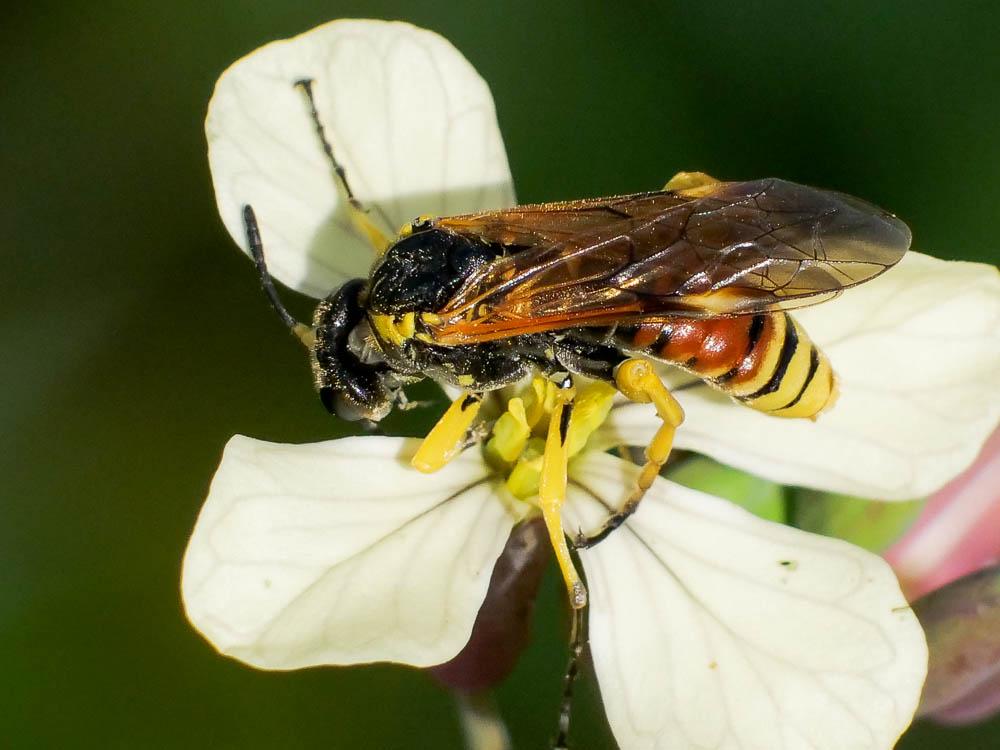  Elinora baetica dominiquei (Konow, 1894)
