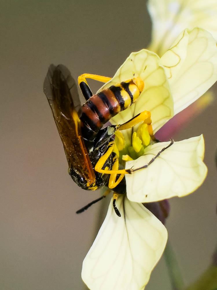 Elinora baetica dominiquei (Konow, 1894)