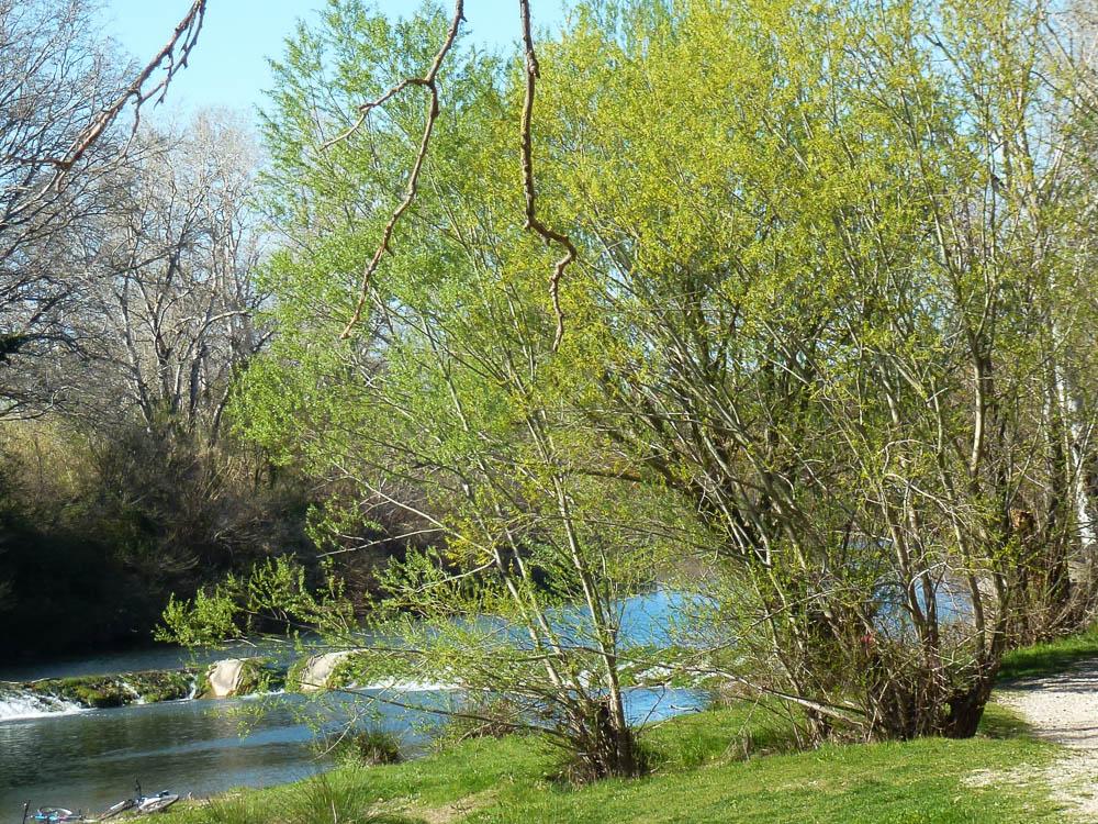 Saules Salix L., 1753