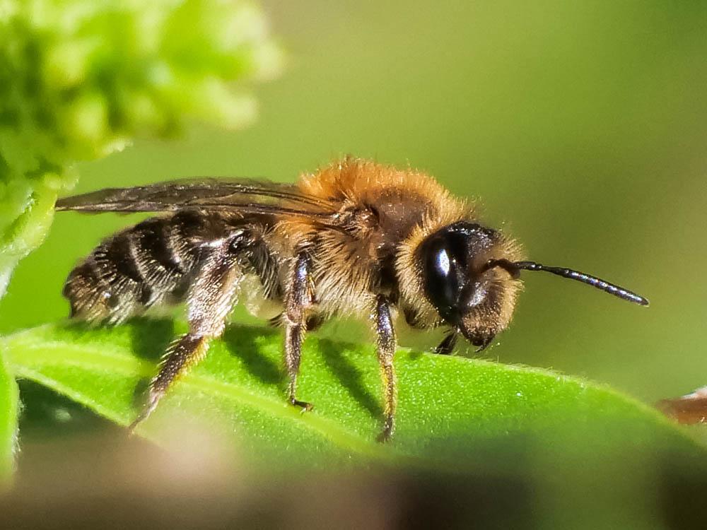 Andrena Fabricius, 1775
