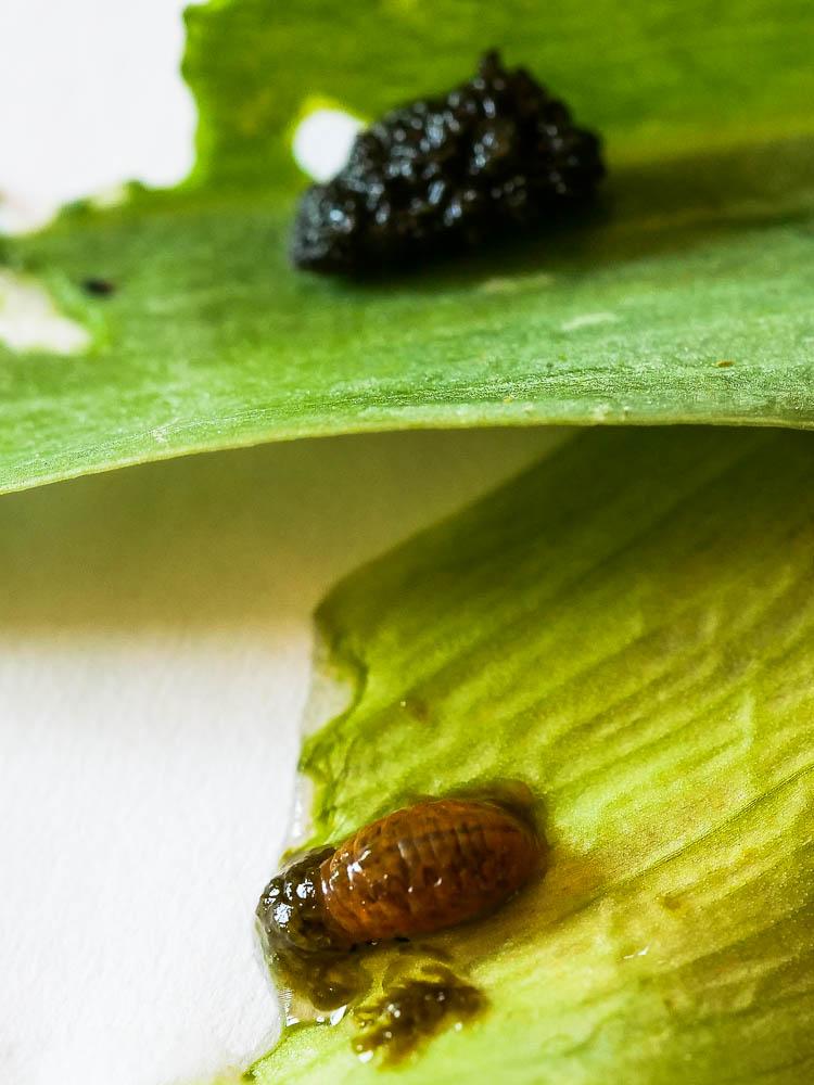 Criocère du Lys Lilioceris lilii (Scopoli, 1763)