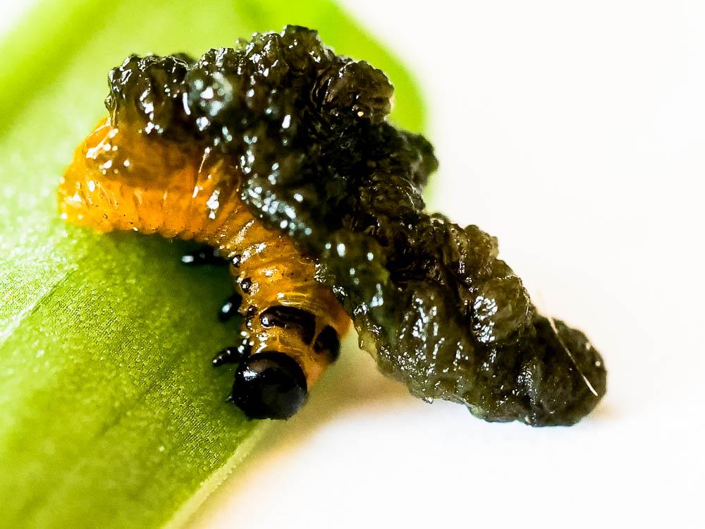 Criocère du Lys Lilioceris lilii (Scopoli, 1763)