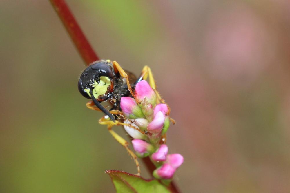 Philanthus triangulum (Fabricius, 1775)