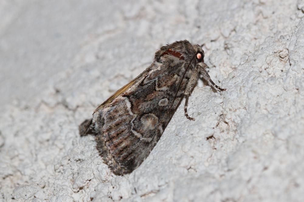 Noctuelle cythérée (La) Thalpophila matura (Hufnagel, 1766)