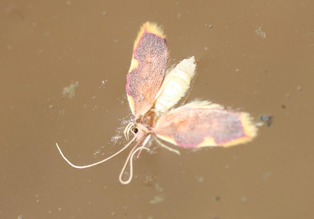 Carcina quercana (Fabricius, 1775)