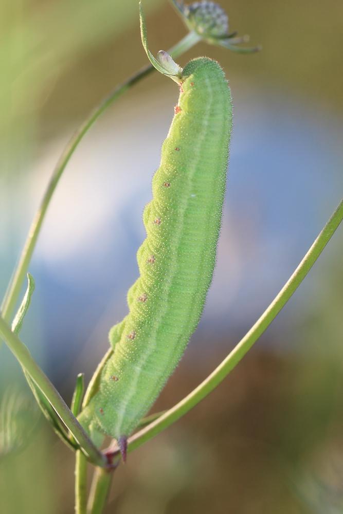 Sphinx gazé (Le), Sphinx du Chèvrefeuille (Le) Hemaris fuciformis (Linnaeus, 1758)
