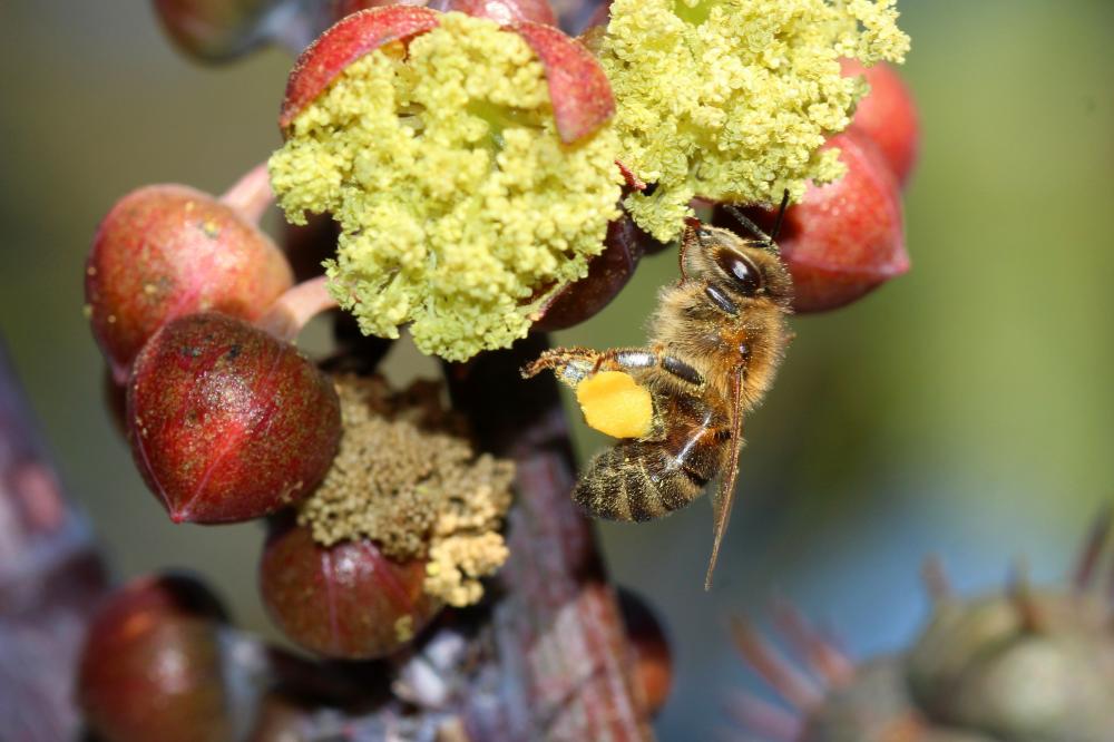 Abeille domestique, Abeille européenne, Abeille me Apis mellifera Linnaeus, 1758