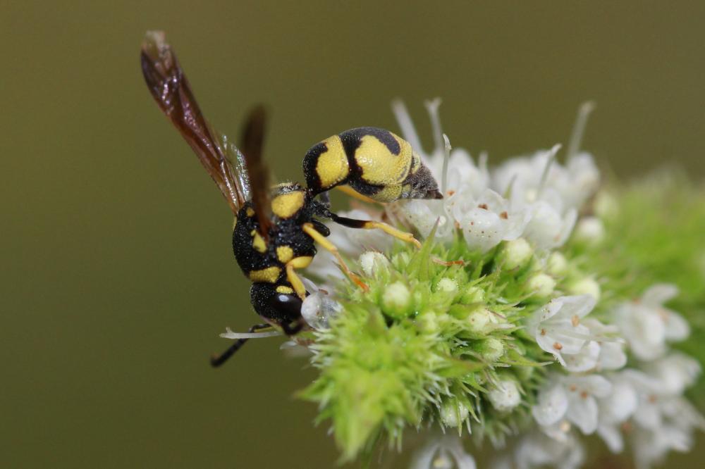  Parodontodynerus ephippium (Klug, 1817)