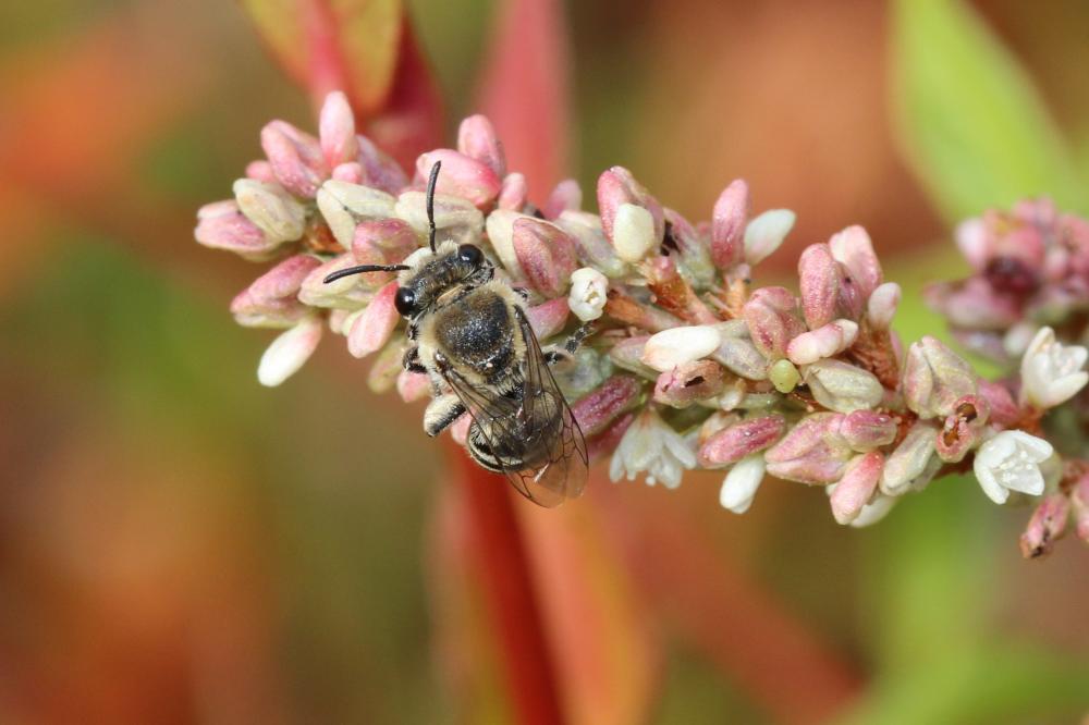 Colletes Latreille, 1802