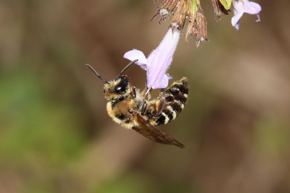 Colletes Latreille, 1802