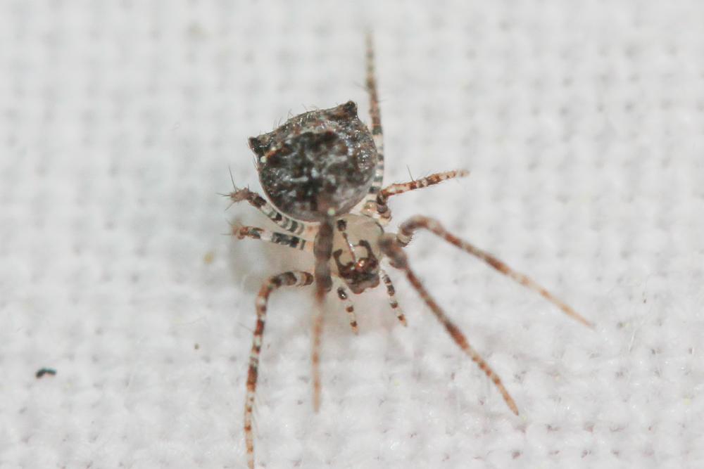Araignée cannibale Ero aphana (Walckenaer, 1802)