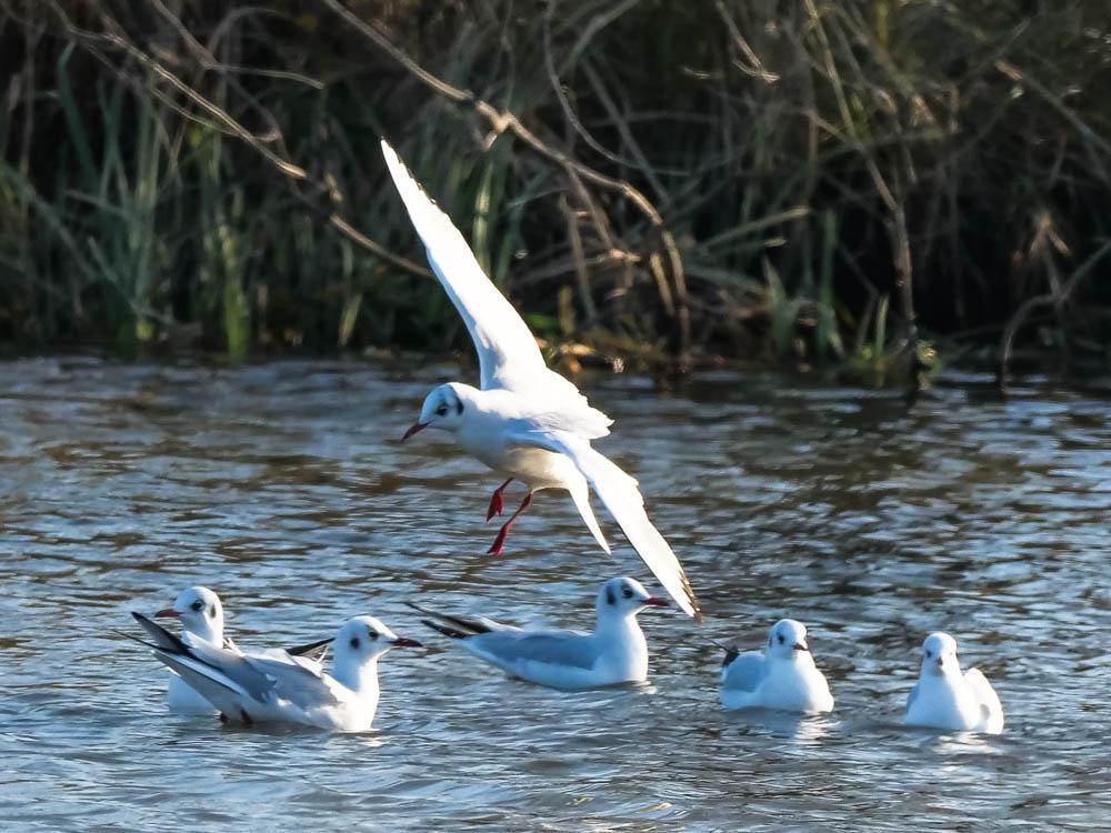 Mouette rieuse Chroicocephalus ridibundus (Linnaeus, 1766)