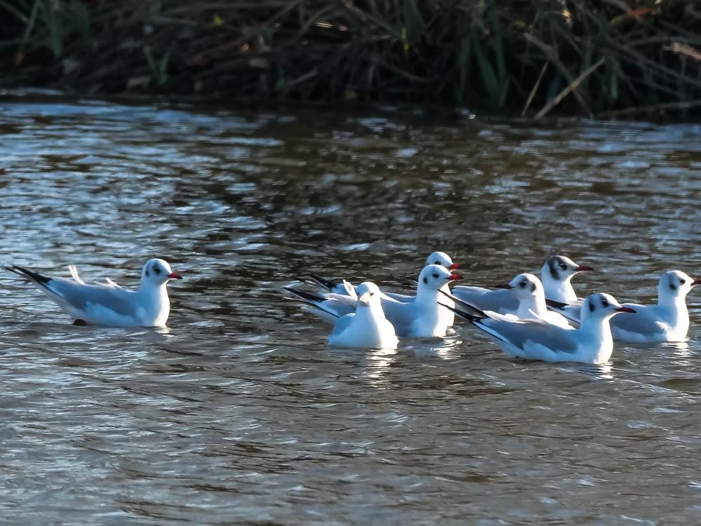 Mouette rieuse Chroicocephalus ridibundus (Linnaeus, 1766)