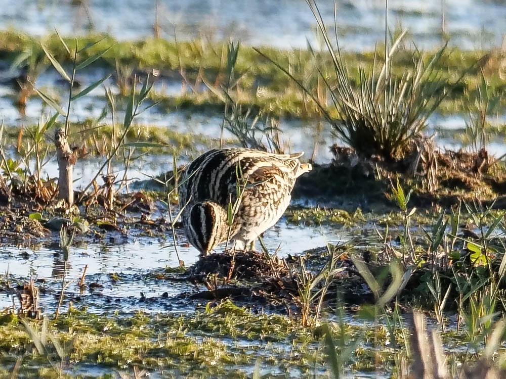 Bécassine des marais Gallinago gallinago (Linnaeus, 1758)