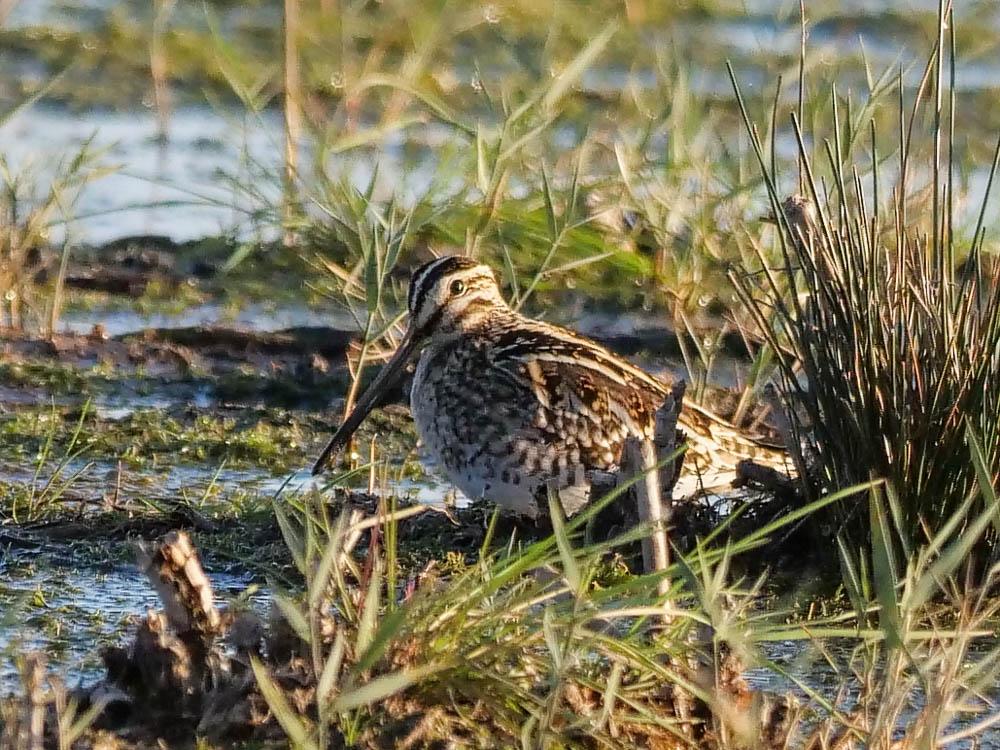 Bécassine des marais Gallinago gallinago (Linnaeus, 1758)