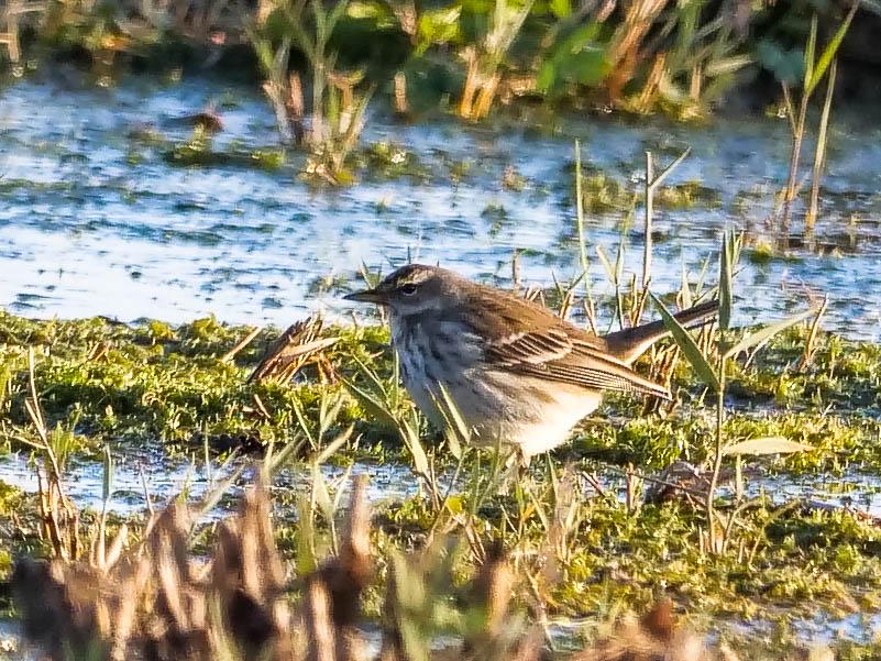Pipit spioncelle Anthus spinoletta (Linnaeus, 1758)