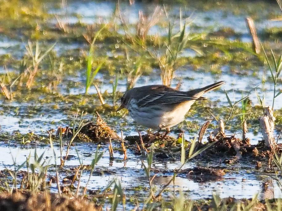 Pipit spioncelle Anthus spinoletta (Linnaeus, 1758)