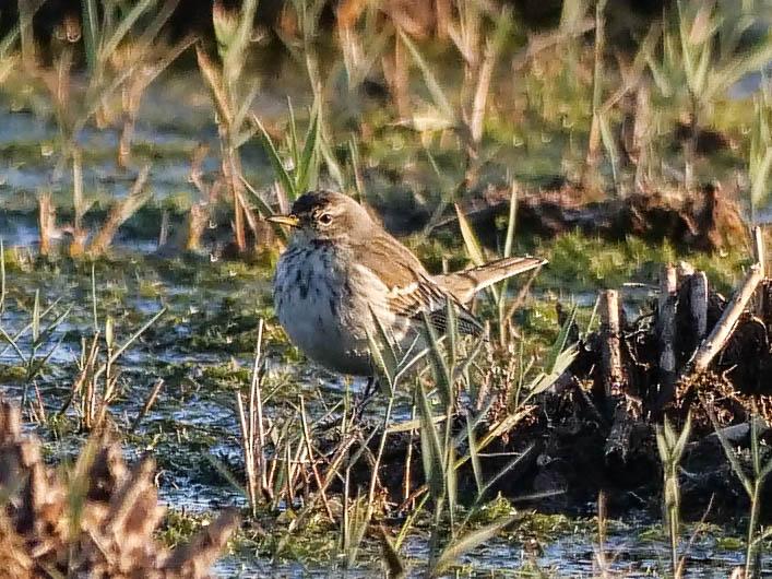Pipit spioncelle Anthus spinoletta (Linnaeus, 1758)