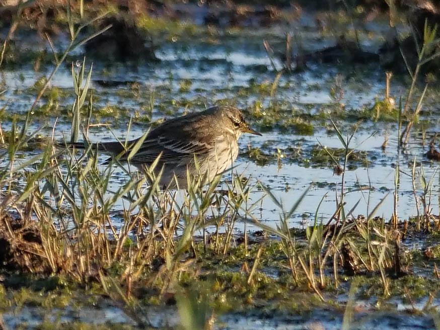 Pipit spioncelle Anthus spinoletta (Linnaeus, 1758)