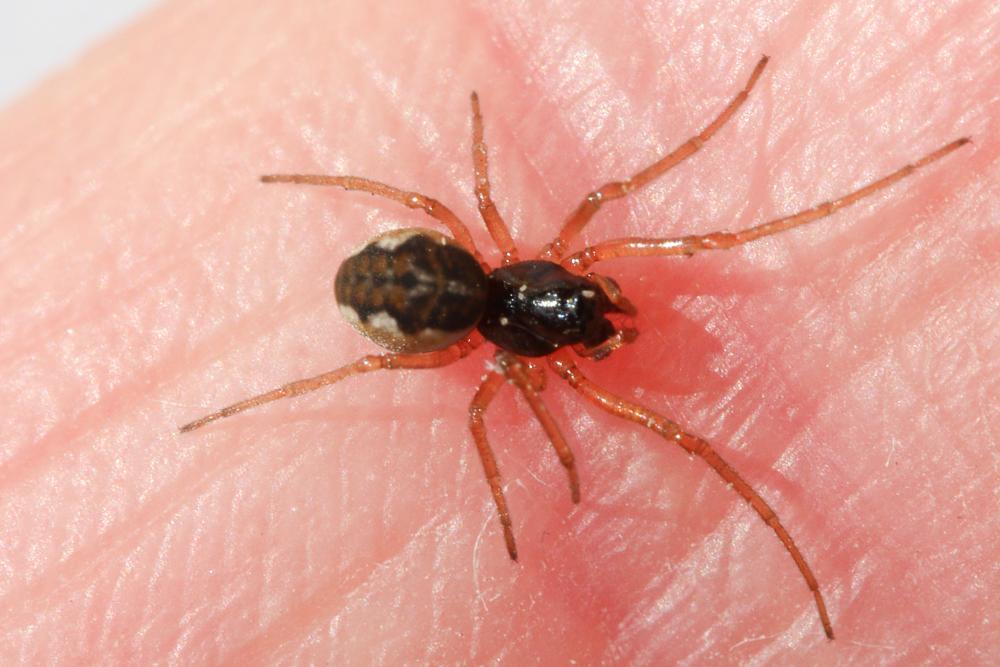  Pachygnatha degeeri Sundevall, 1830