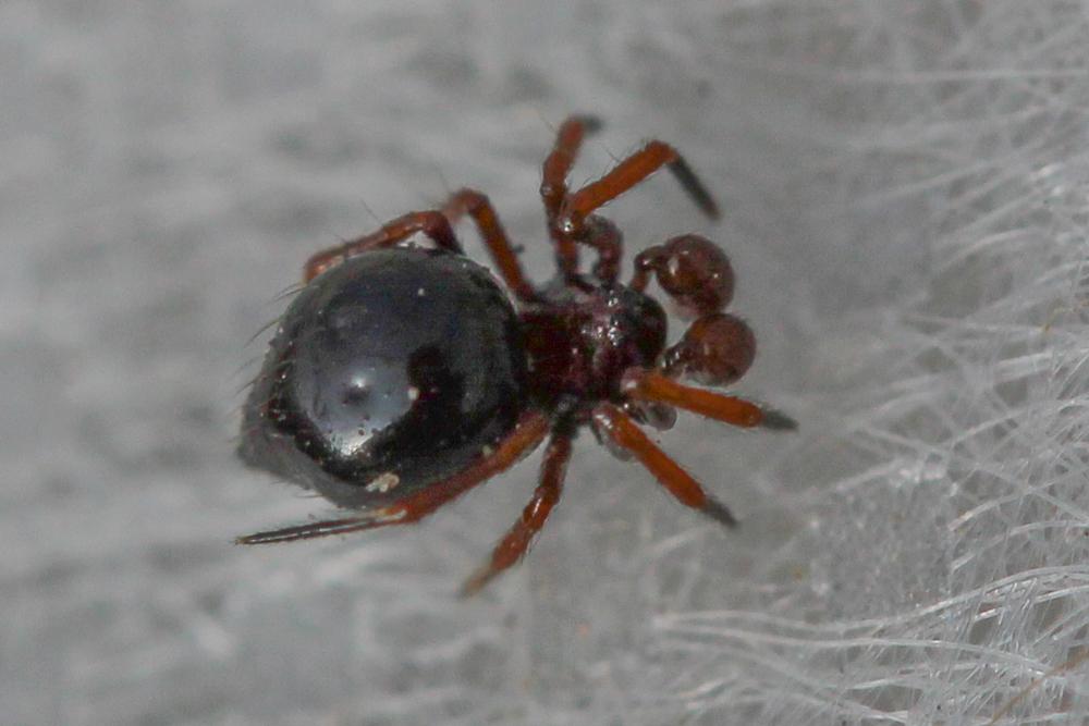  Euryopis episinoides (Walckenaer, 1847)
