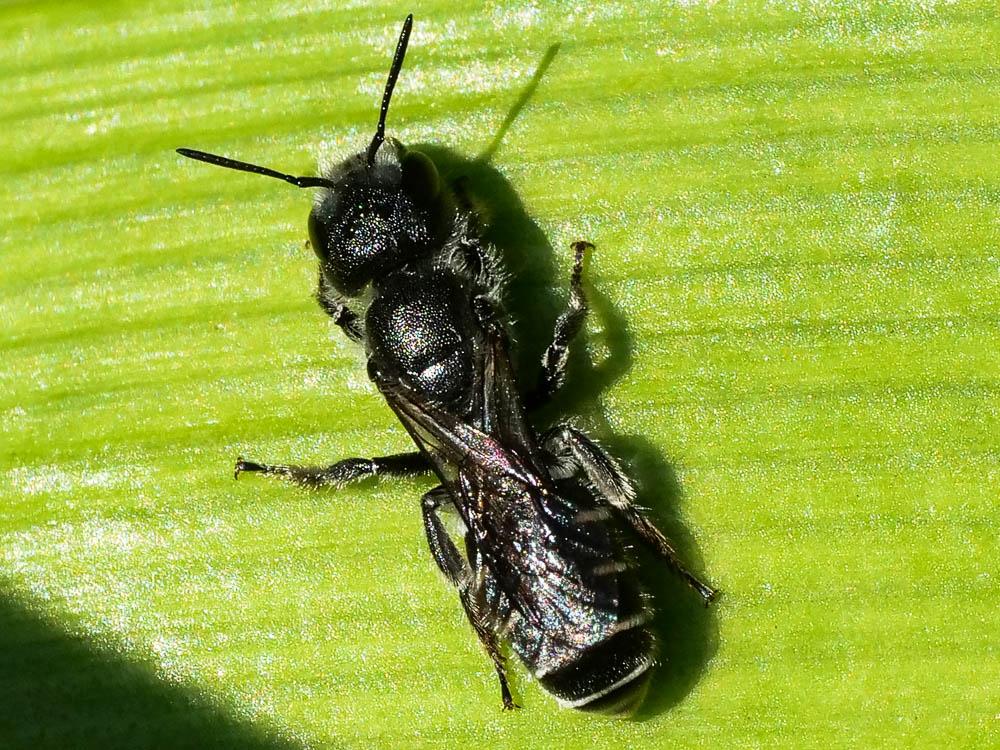 Osmia submicans Morawitz, 1870