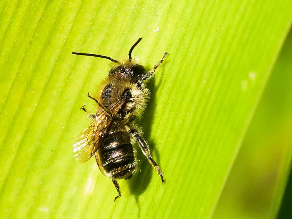  Osmia niveata (Fabricius, 1804)