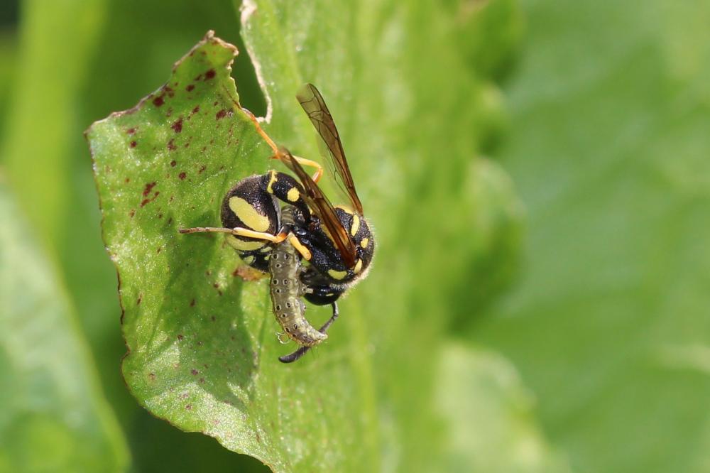  Eumenes Latreille, 1802