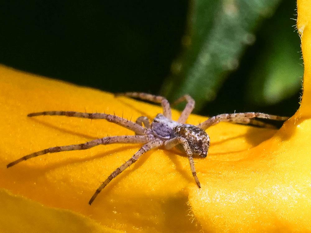  Philodromus 
