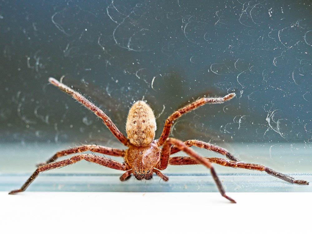 Olios argelasius (Walckenaer, 1806)