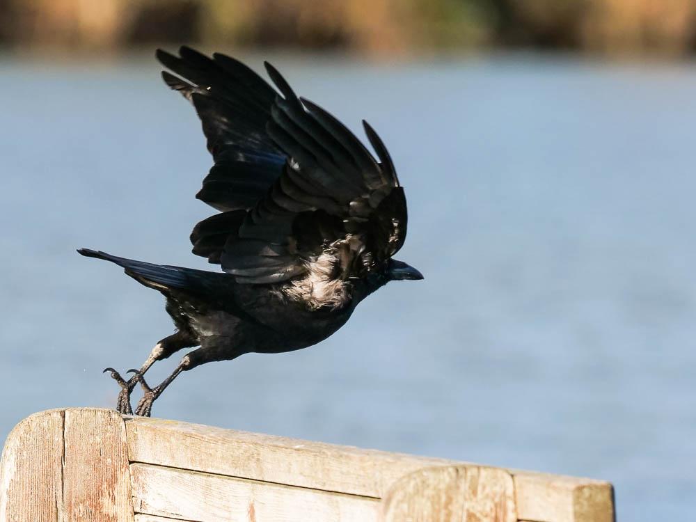 Corneille noire Corvus corone Linnaeus, 1758