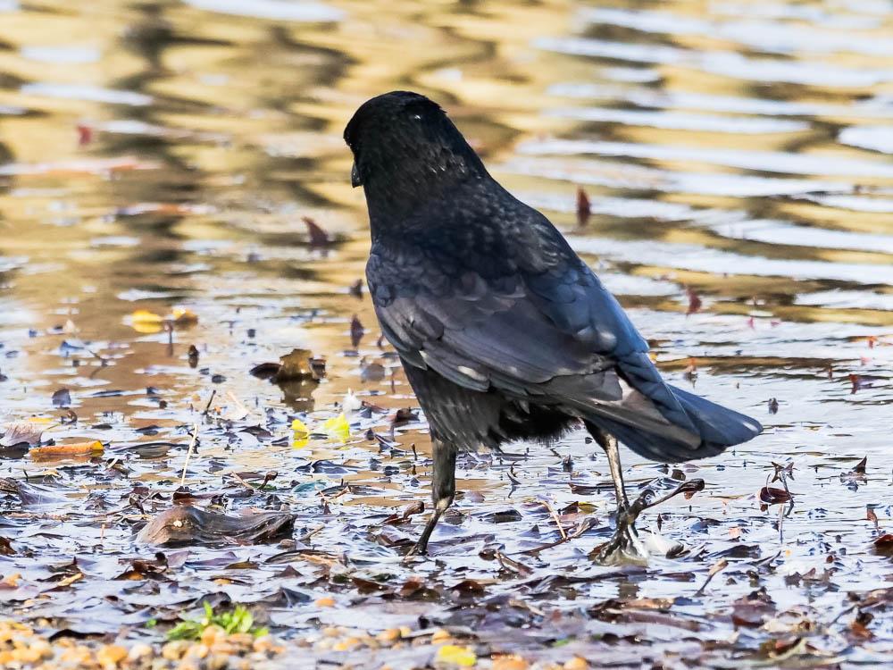 Corneille noire Corvus corone Linnaeus, 1758
