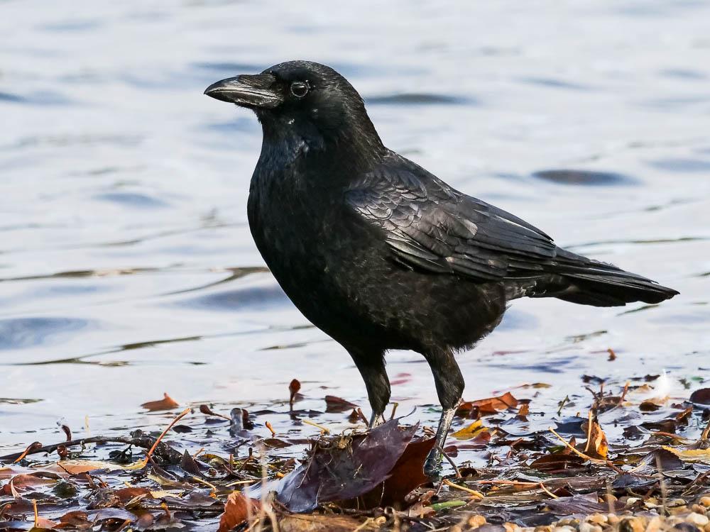 Corneille noire Corvus corone Linnaeus, 1758