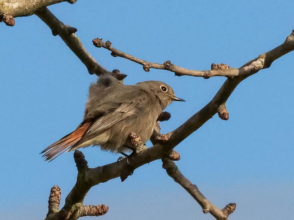 Rougequeue noir Phoenicurus ochruros (S. G. Gmelin, 1774)