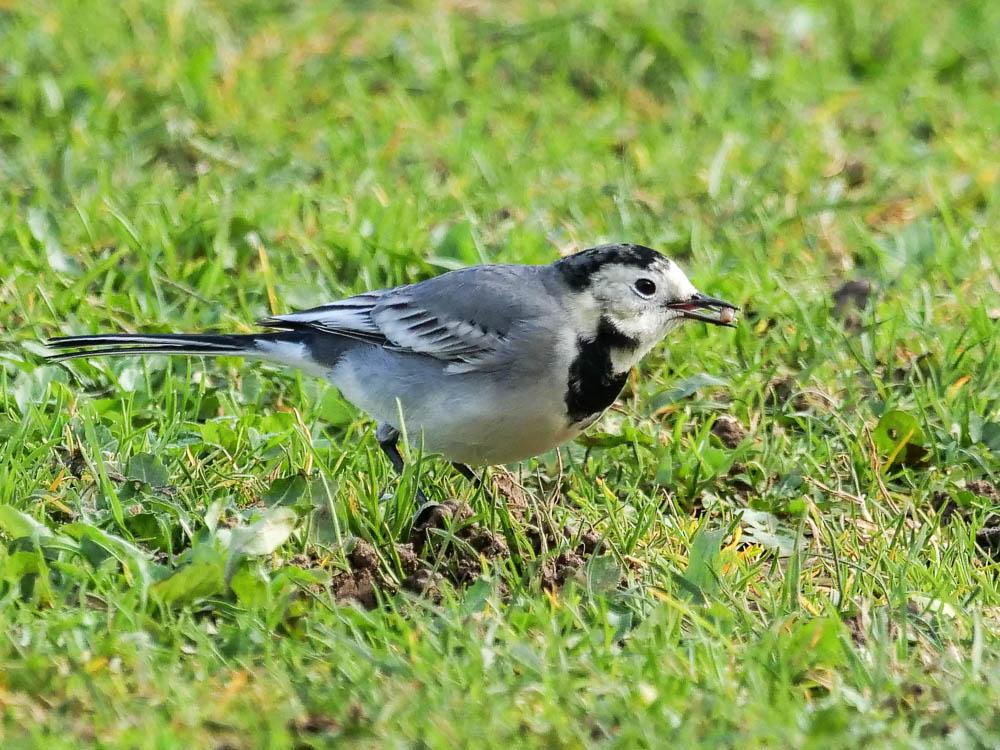 Bergeronnette grise Motacilla alba Linnaeus, 1758