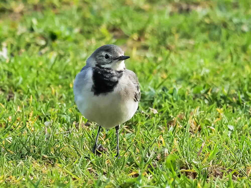 Bergeronnette grise Motacilla alba Linnaeus, 1758