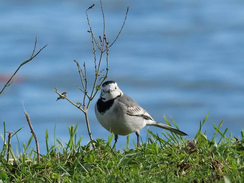 Bergeronnette grise Motacilla alba Linnaeus, 1758