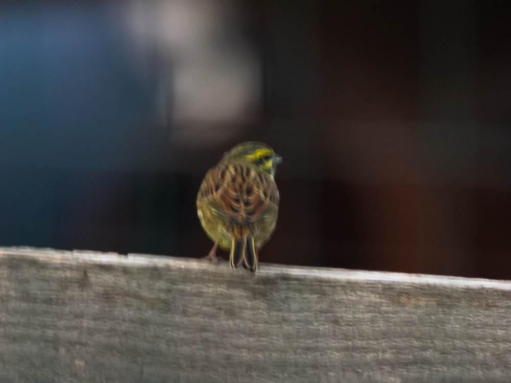 Bruant zizi Emberiza cirlus Linnaeus, 1758