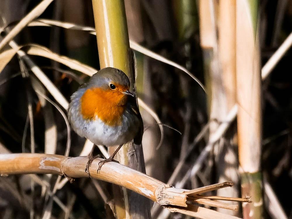 Rougegorge familier Erithacus rubecula (Linnaeus, 1758)