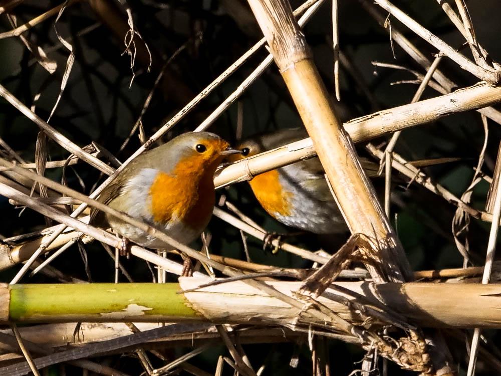 Rougegorge familier Erithacus rubecula (Linnaeus, 1758)