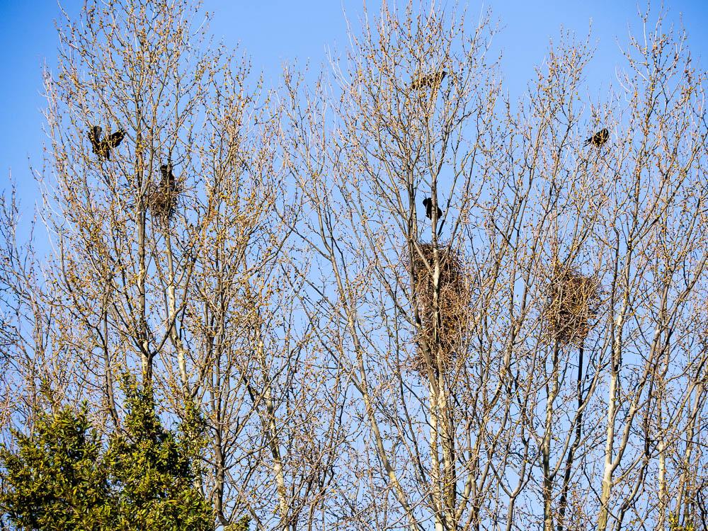 Corbeau freux Corvus frugilegus Linnaeus, 1758