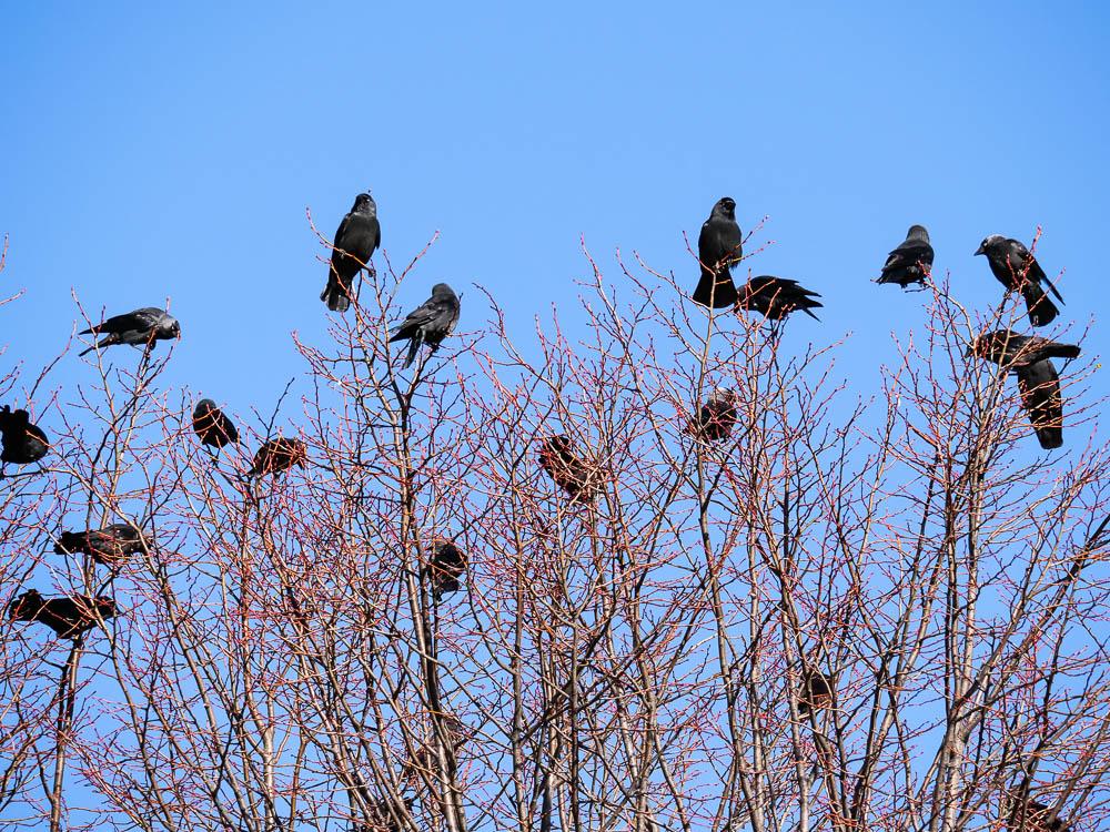Choucas des tours Corvus monedula Linnaeus, 1758
