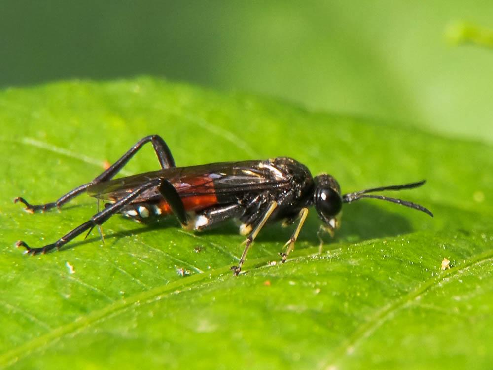  Macrophya militaris (Klug, 1817)