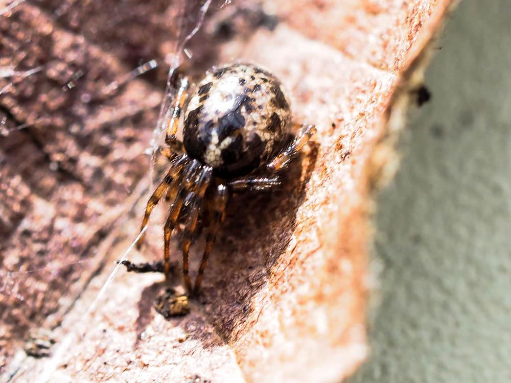 Enoplognatha Pavesi, 1880