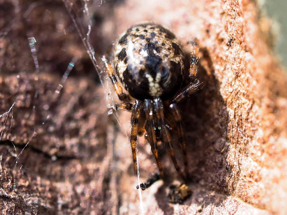  Enoplognatha Pavesi, 1880