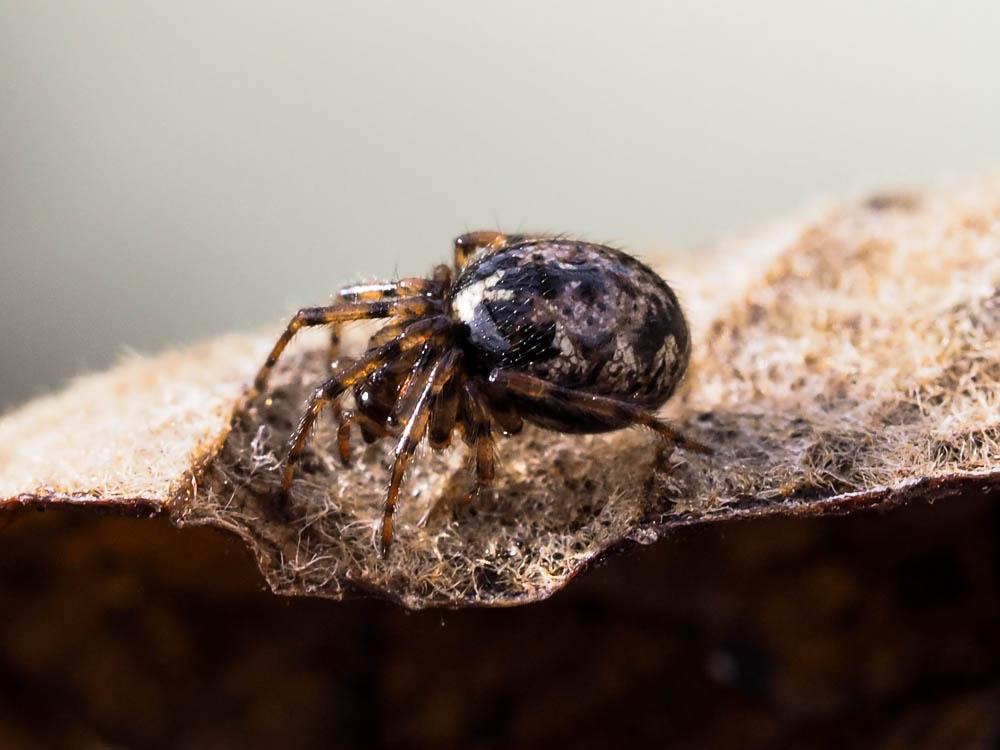 Enoplognatha Pavesi, 1880