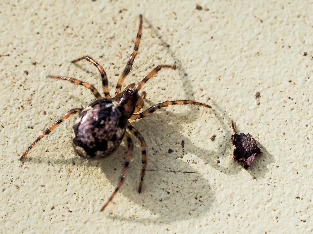 Enoplognatha Pavesi, 1880