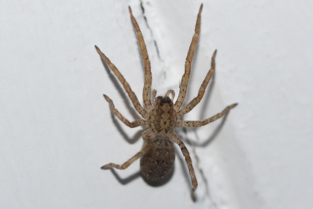 Zoropse à pattes épineuses Zoropsis spinimana (Dufour, 1820)