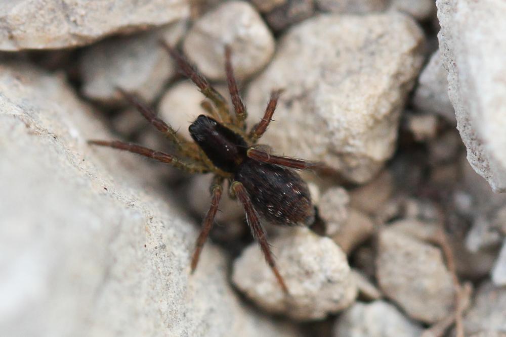 Lycose tarentuline Hogna radiata (Latreille, 1817)