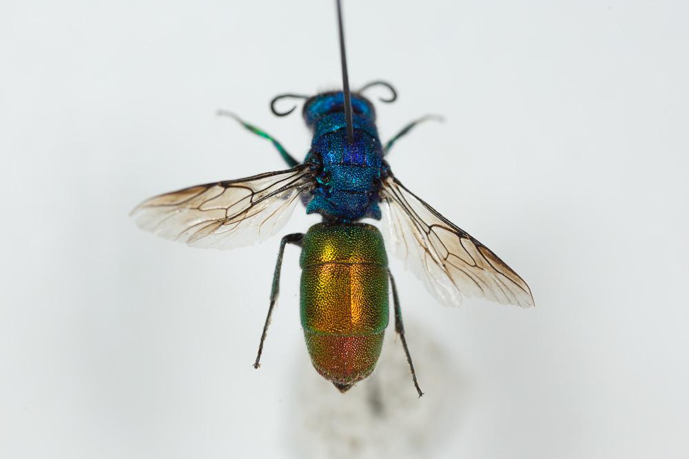  Chrysura refulgens